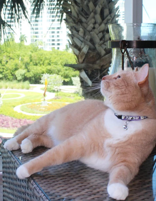 Load image into Gallery viewer, Glow in the Dark Cat Collar with Safety Buckle and Removable Bell Cat Collar Kitten Collar Cat Collar
